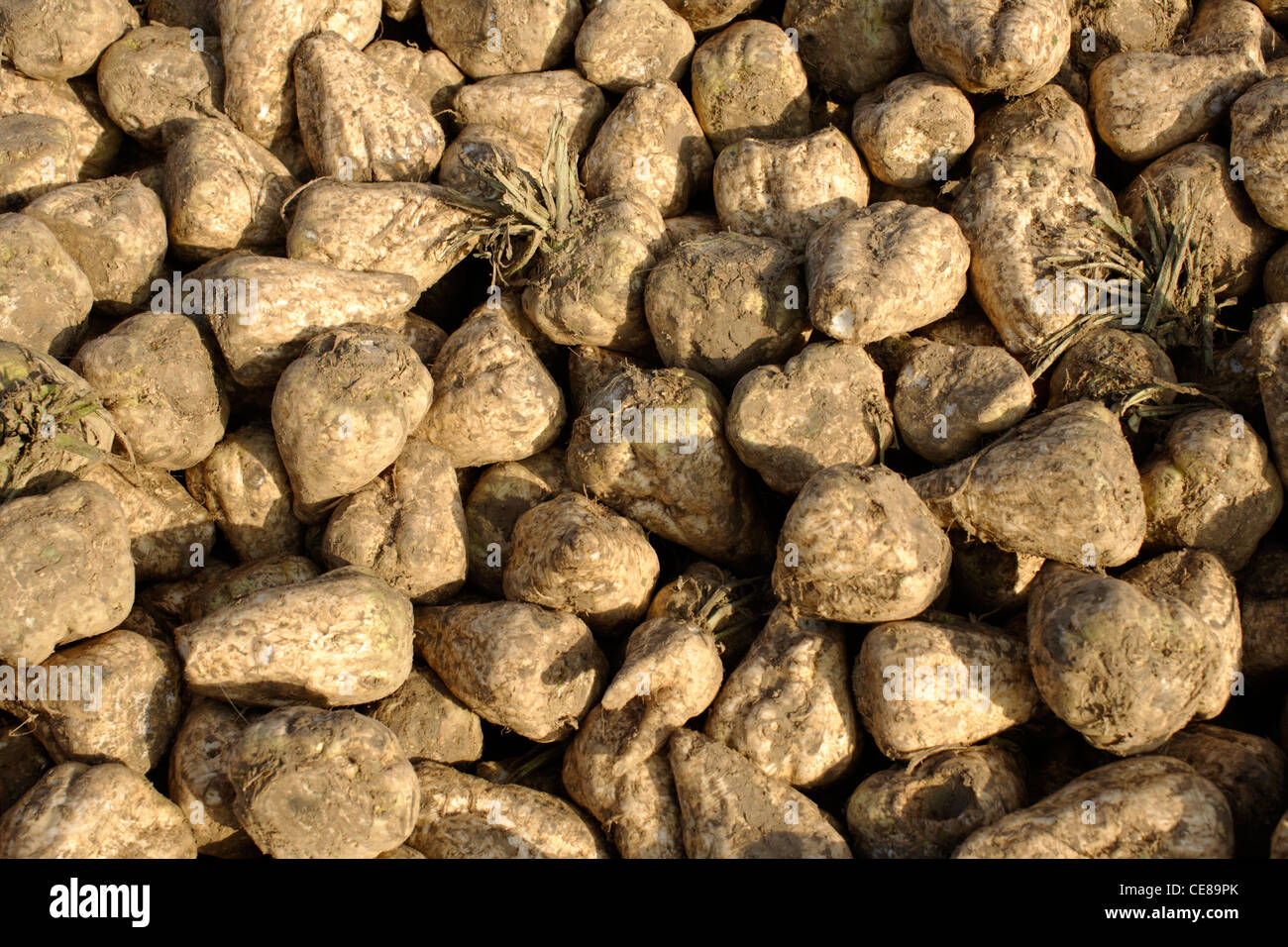 Harvested Sugar beets (Beta vulgaris), Alsace, France, Europe Stock