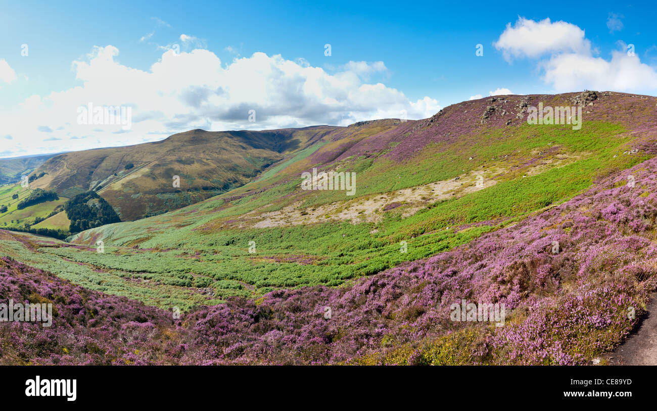 Purple heather and green bracken in Peak District near Castleton Derbyshire England Stock Photo