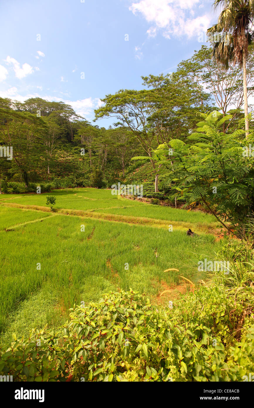 Sri Lanka, southern province, green, rice paddy, field, fields