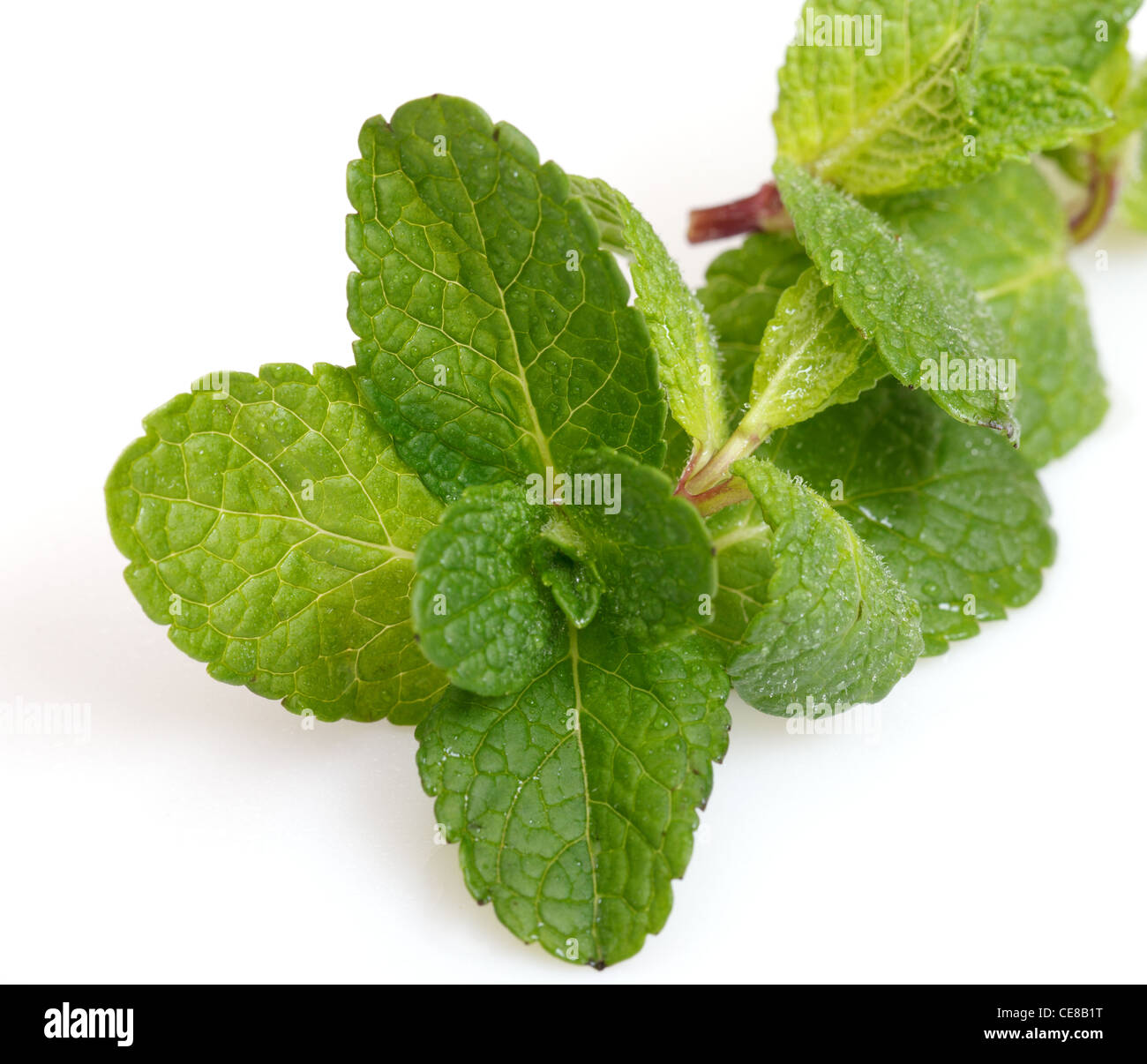 mint leaf closeup on white Stock Photo