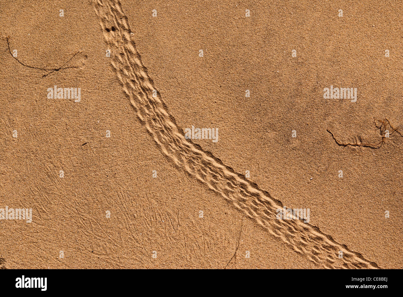 HERMIT CRAB TRACKS IN SAND, BARN HILL, WESTERN AUSTRALIA, AUSTRALIA Stock Photo