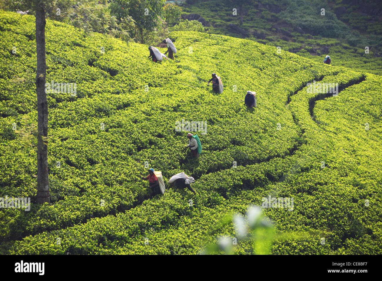 Woman picking tea by hand hi-res stock photography and images - Alamy