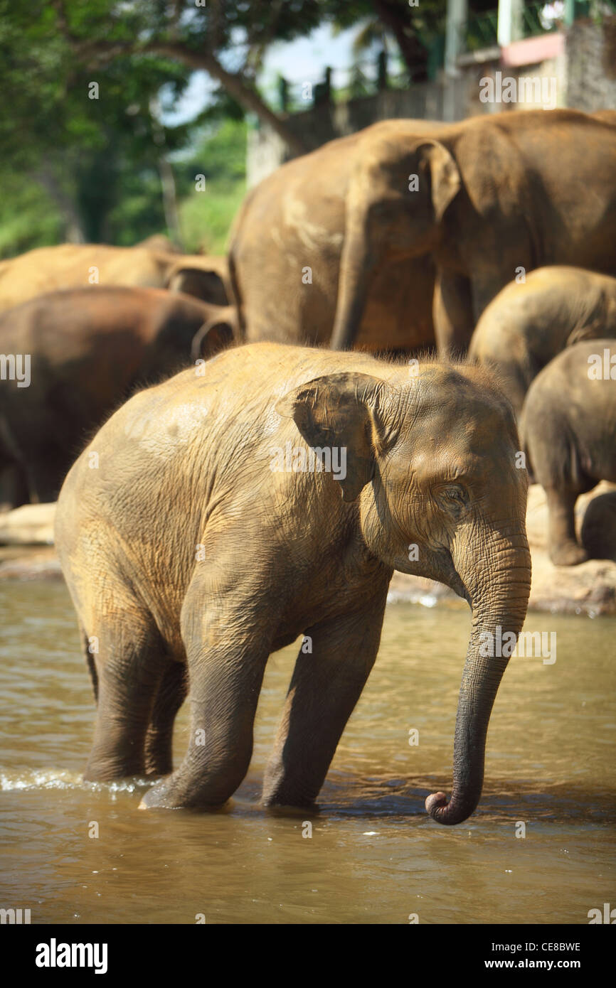 Elephants In Sri Lanka High Resolution Stock Photography and Images - Alamy