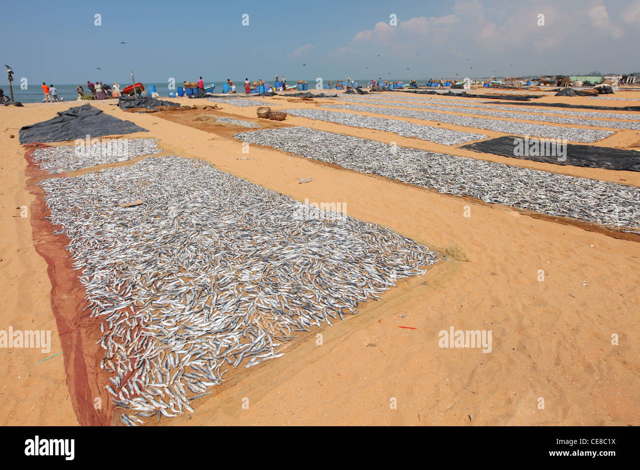 Sri Lanka, Western Province, Negombo, fish, market, fish market, food, fishing, outdoor Stock Photo