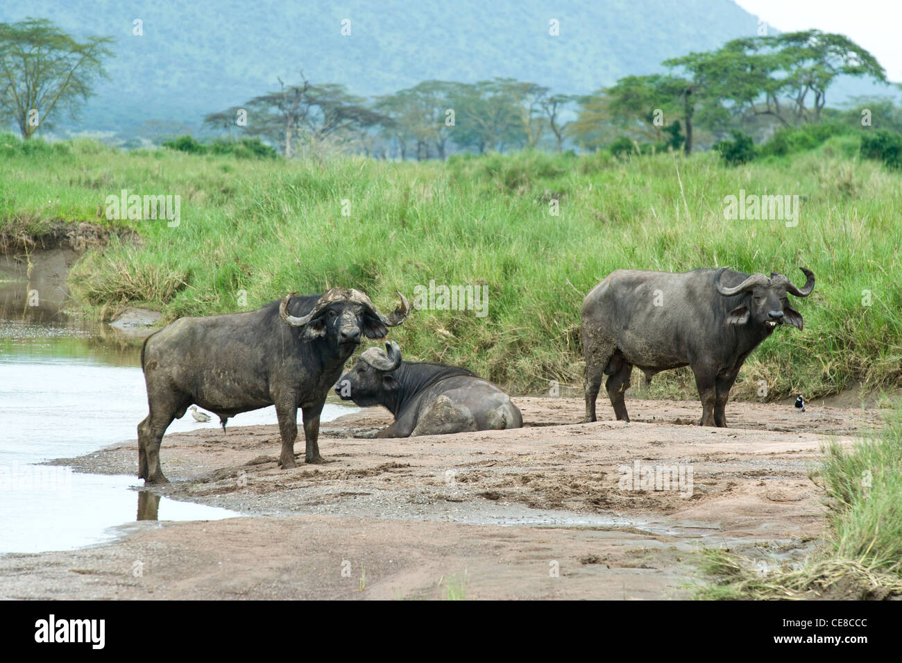 Buffaloes Syncerus caffer at Lake Magadi in Serengeti, Tanzania Stock Photo
