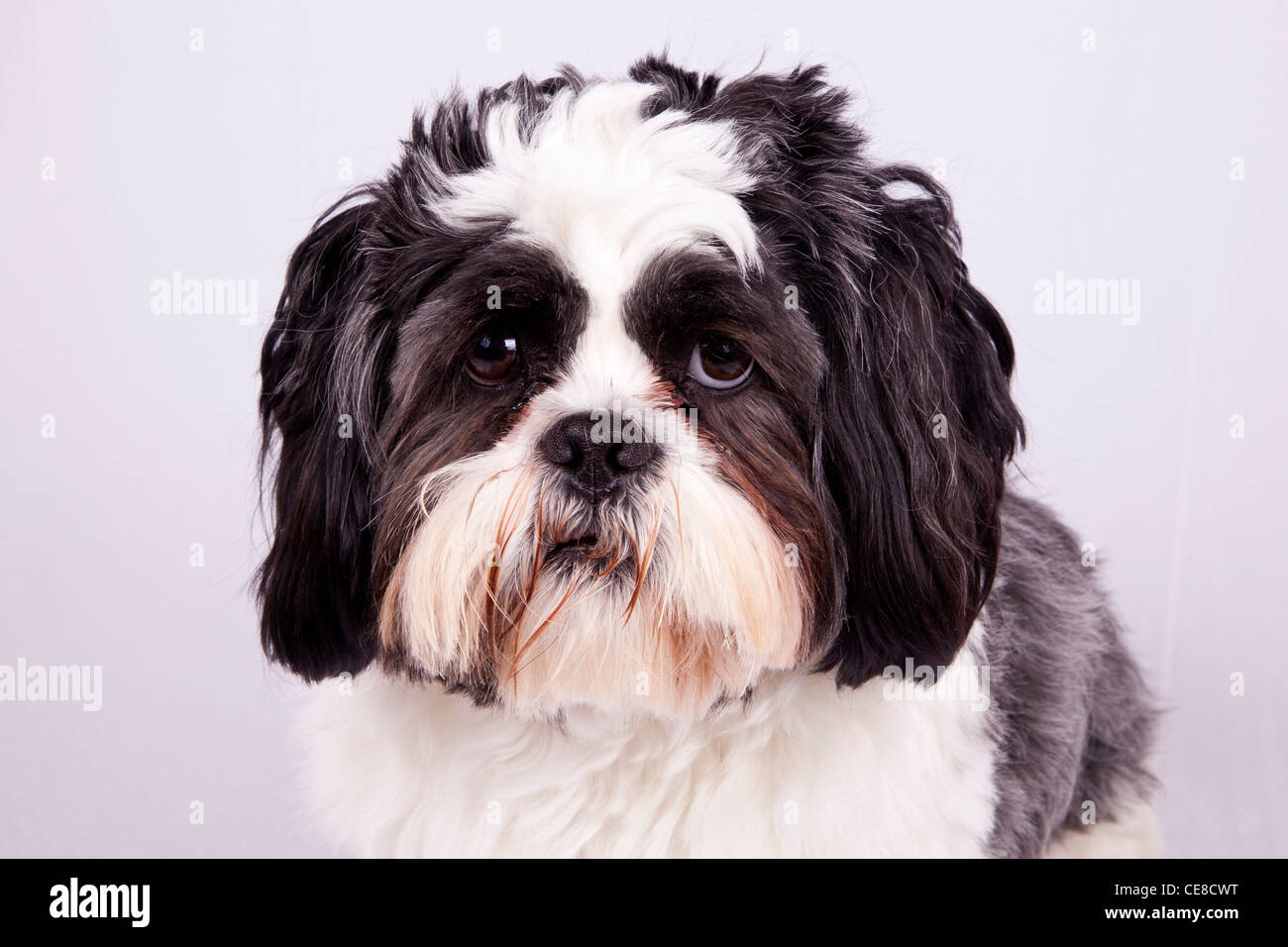 Lhasa Apso dog Stock Photo Alamy