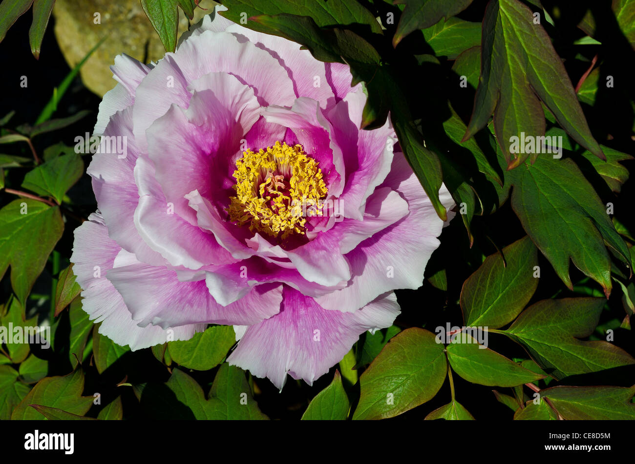 Pink tree Peony flower Stock Photo - Alamy