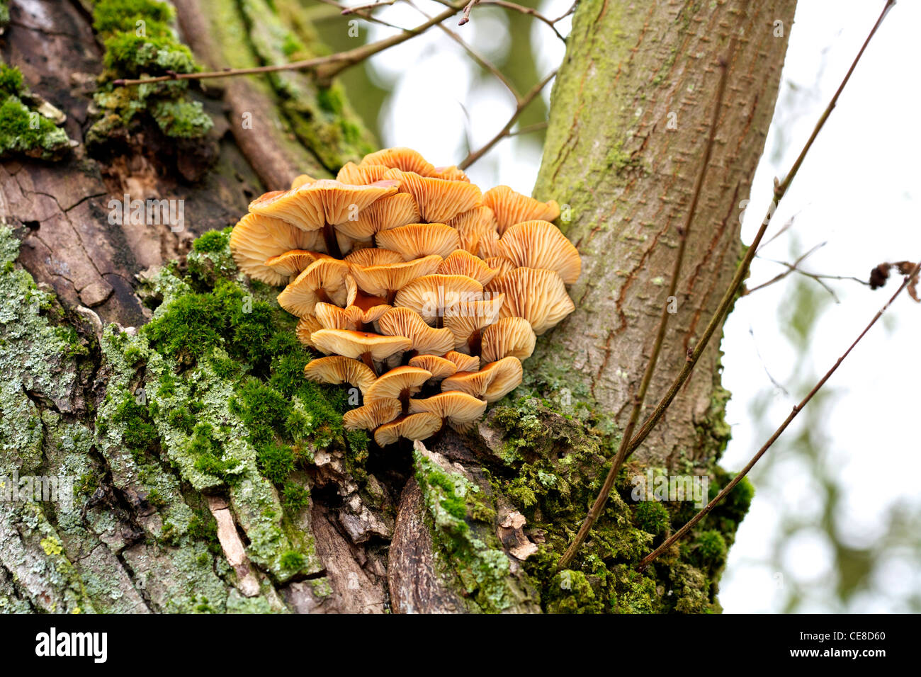 Honey fungus hires stock photography and images Alamy