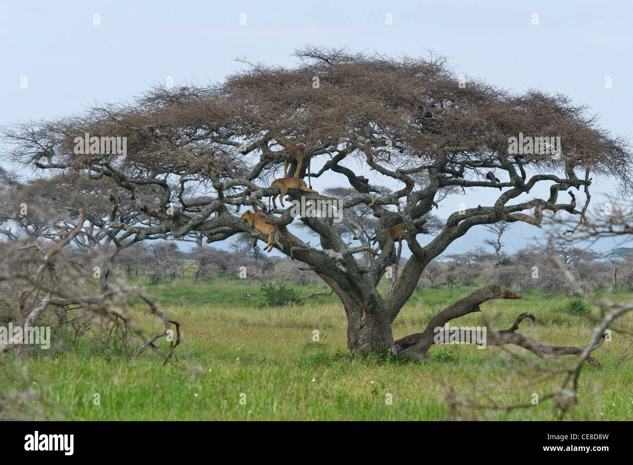 Group of lions Panthera leo resting in a Acacia tree at Seronera in Serengeti, Tanzania Stock Photo
