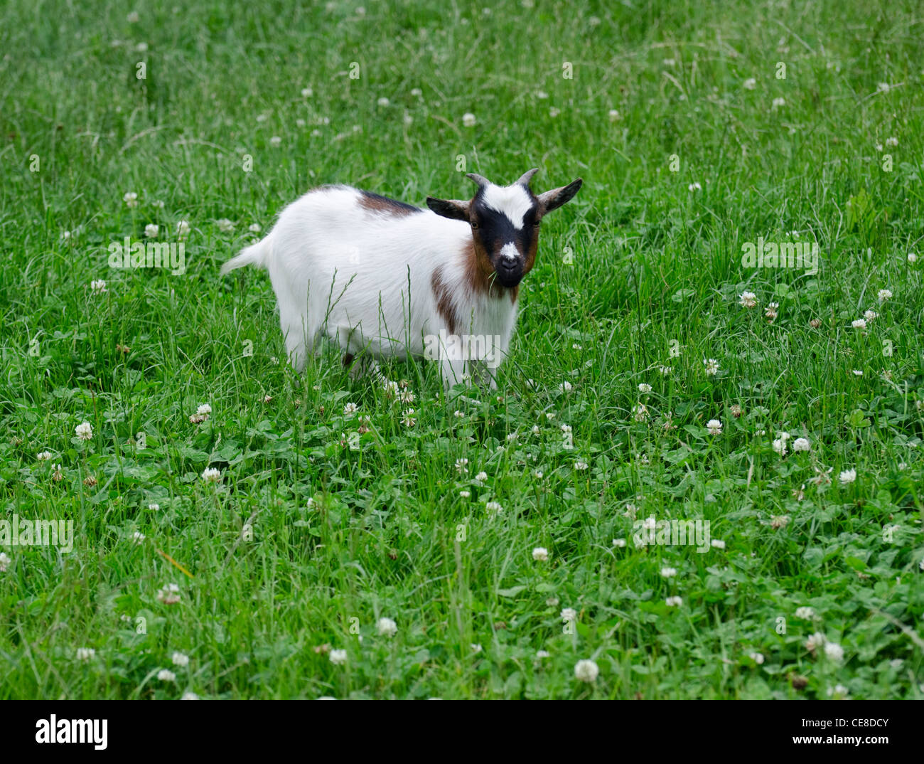 Pygmy goat eating grass in a field of grass and clover Stock Photo Alamy