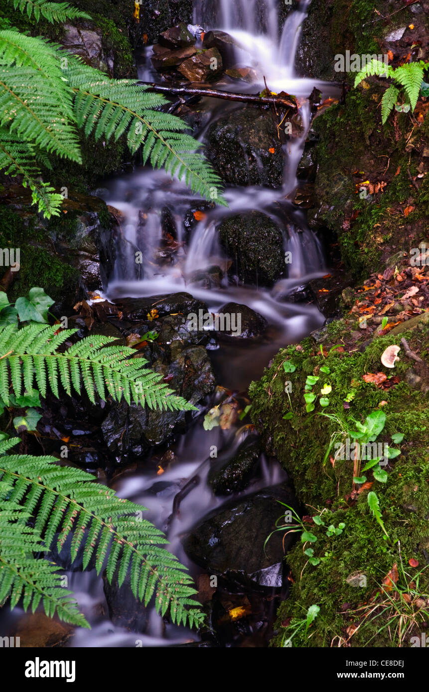 Wood ferns hi-res stock photography and images - Alamy