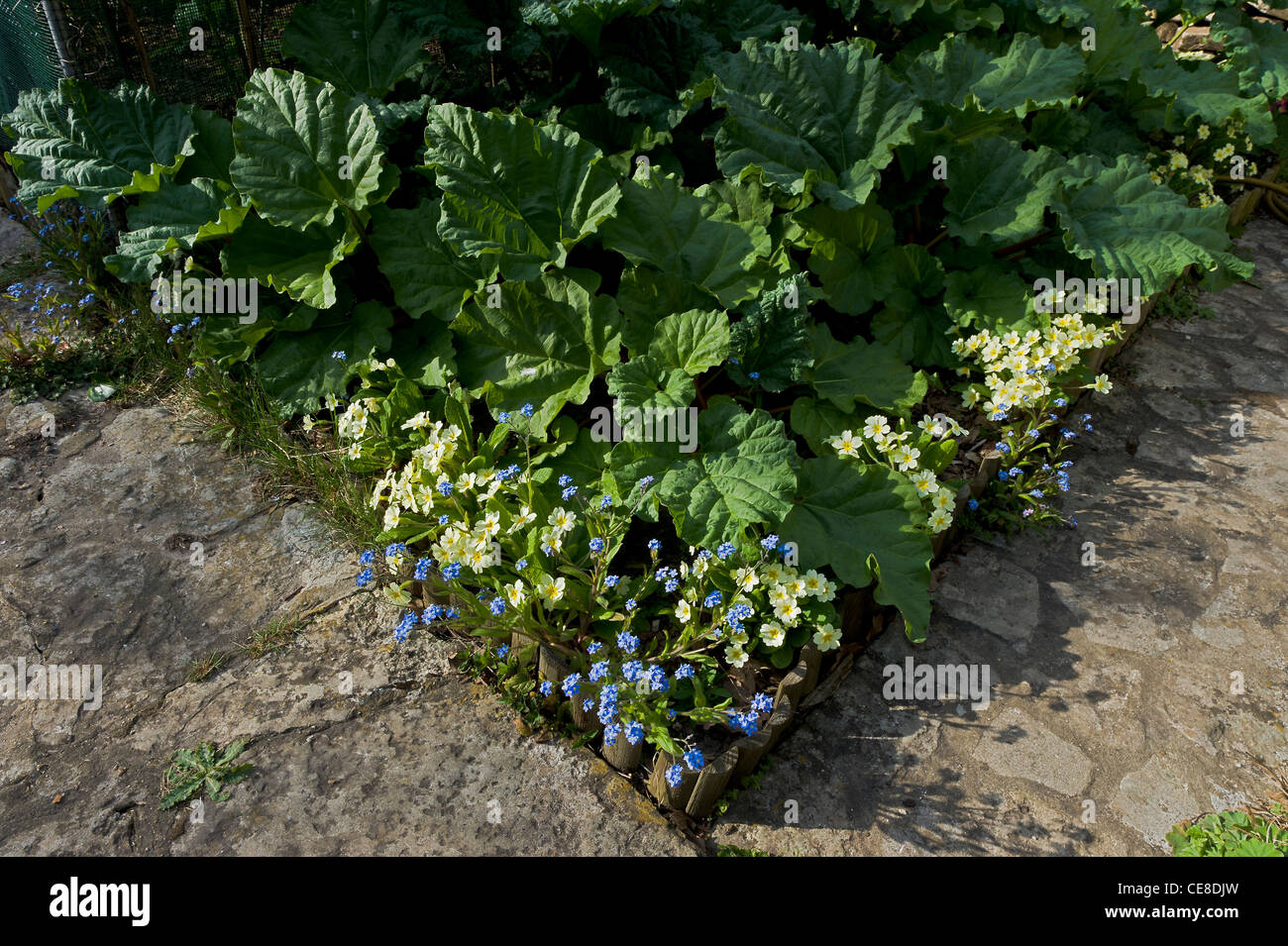 Rhubarb and boarder plants forget-me-not and primrose Stock Photo