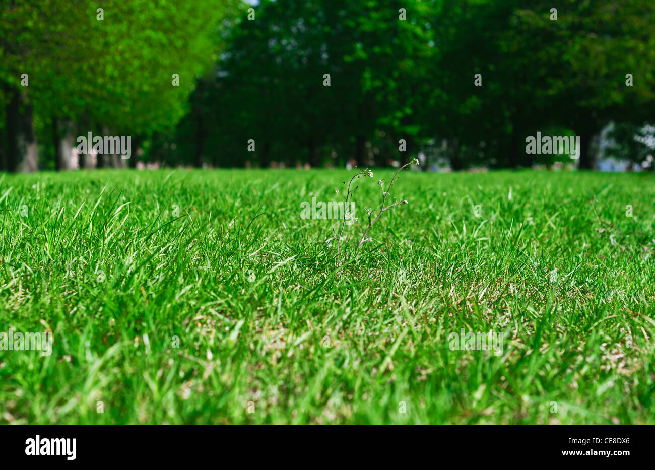 green grass in the park Stock Photo - Alamy