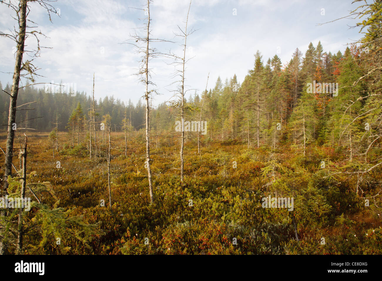 Pondicherry Wildlife Refuge Mud Pond in Jefferson, New Hampshire USA