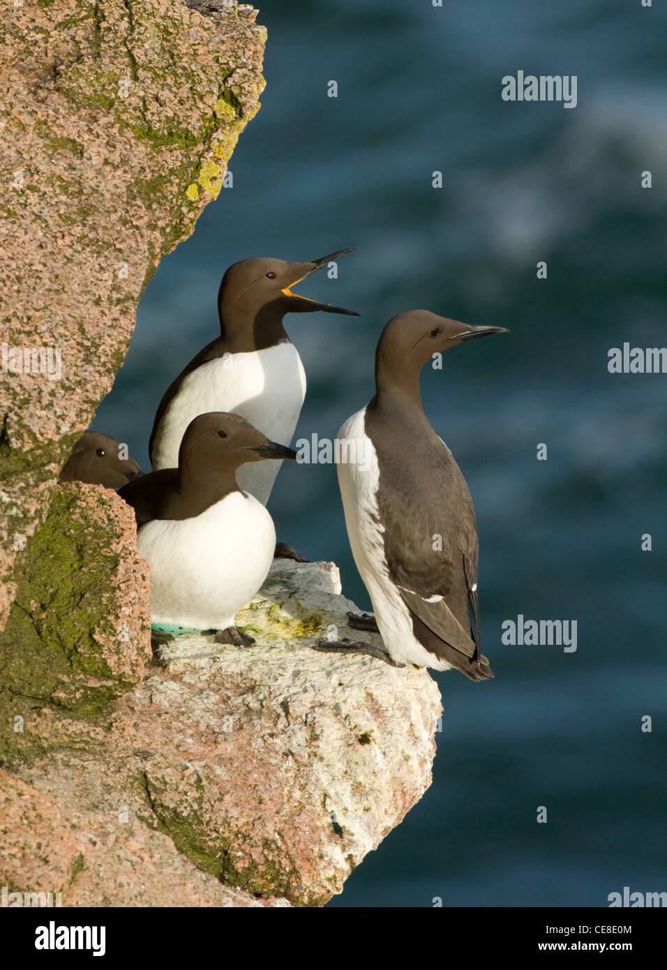 Guillemot (Uria aalge), three on breeding cliff ledge Stock Photo