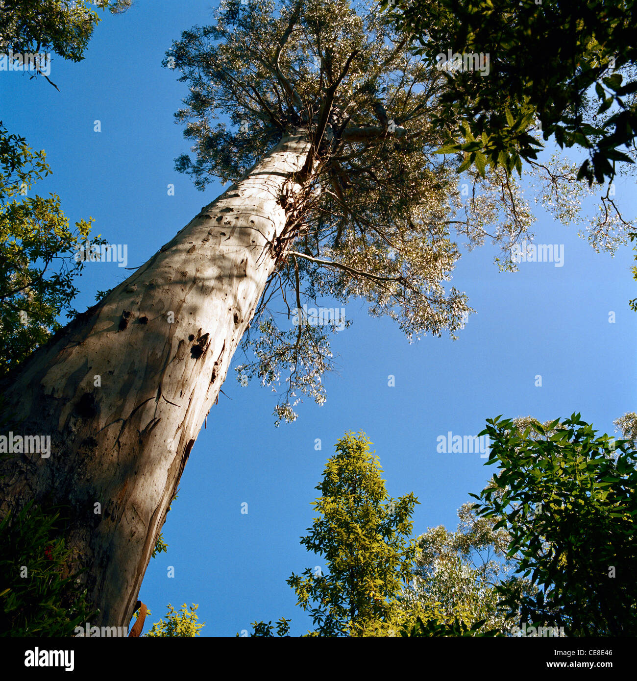 Eucalypt mountain ash tree hires stock photography and images Alamy