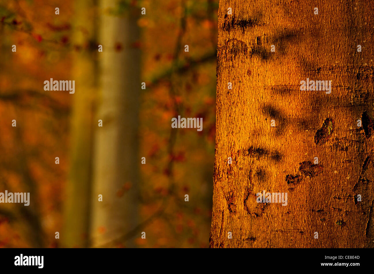 Close-up of sunlit beech tree trunk in autumn at sunset, the Netherlands Stock Photo