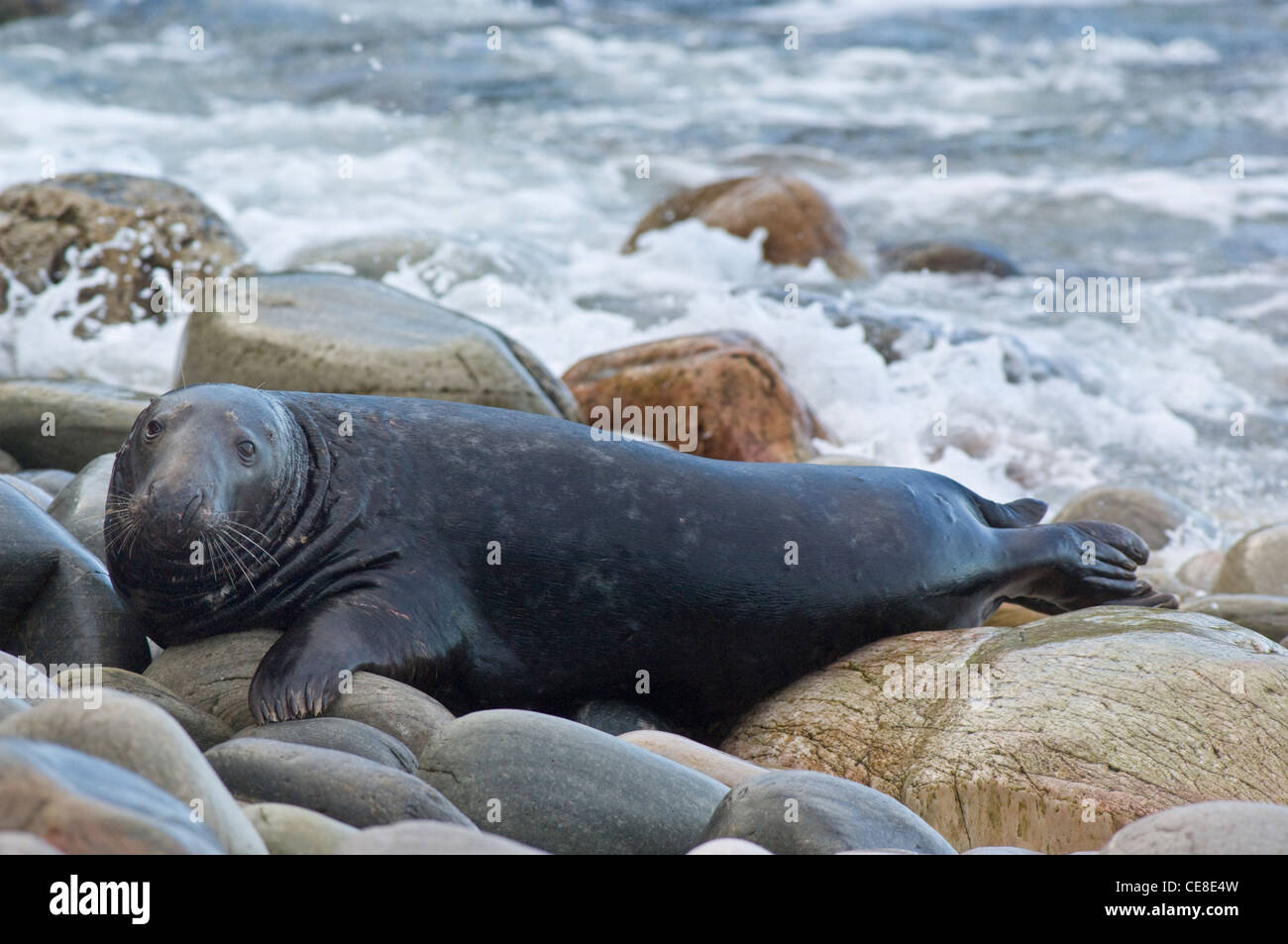Atlantic Grey Seal bull on a rocky shore, northwest Scotland. Stock Photo