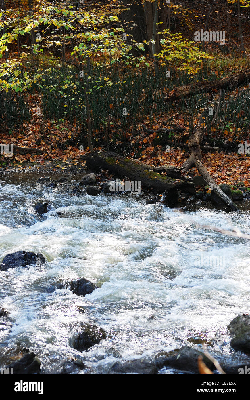 Creek water flows though suburban park Stock Photo Alamy