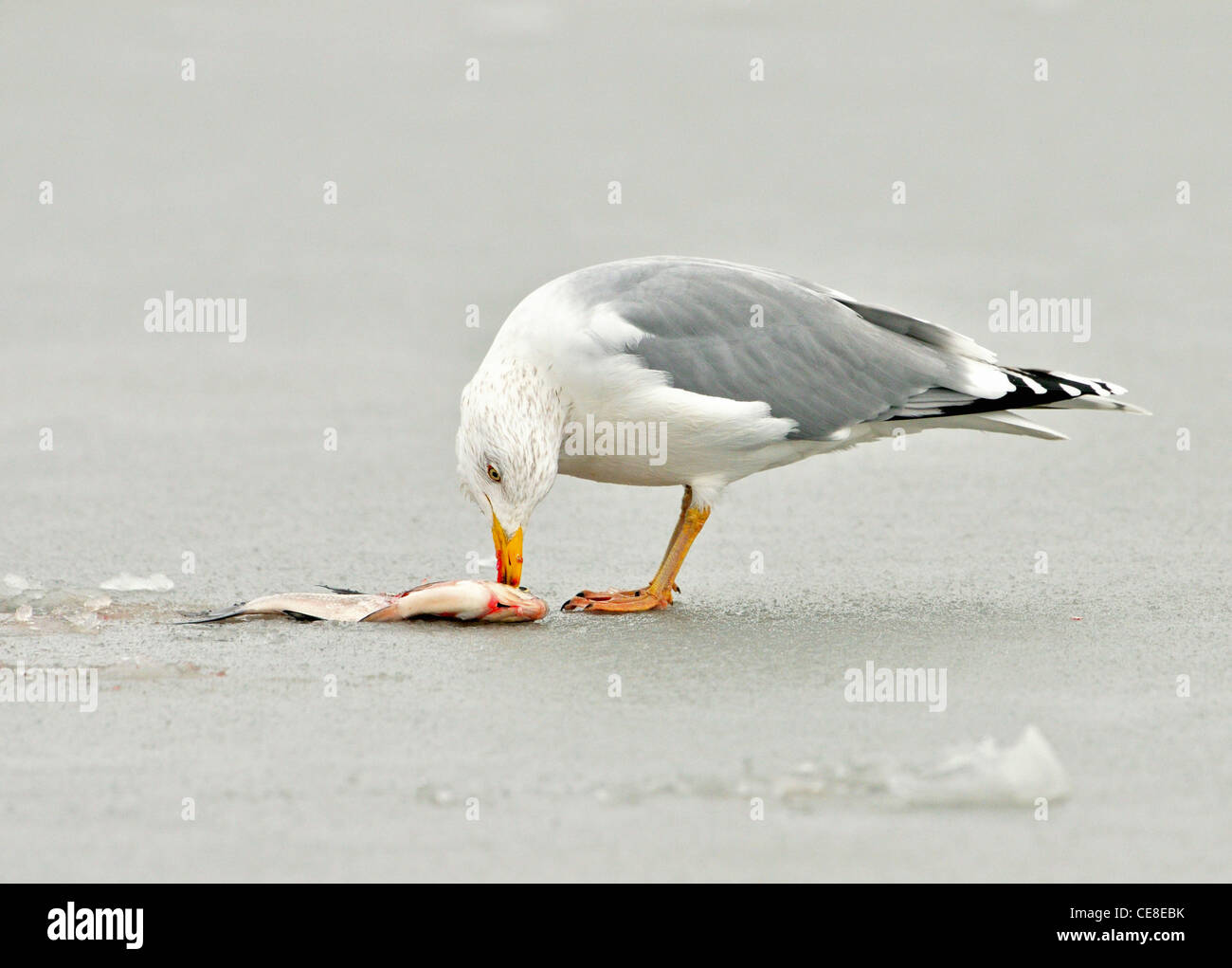 Scavenging European Herring Gull (Larus argentatus) eating fish on ice of frozen lake in winter Stock Photo