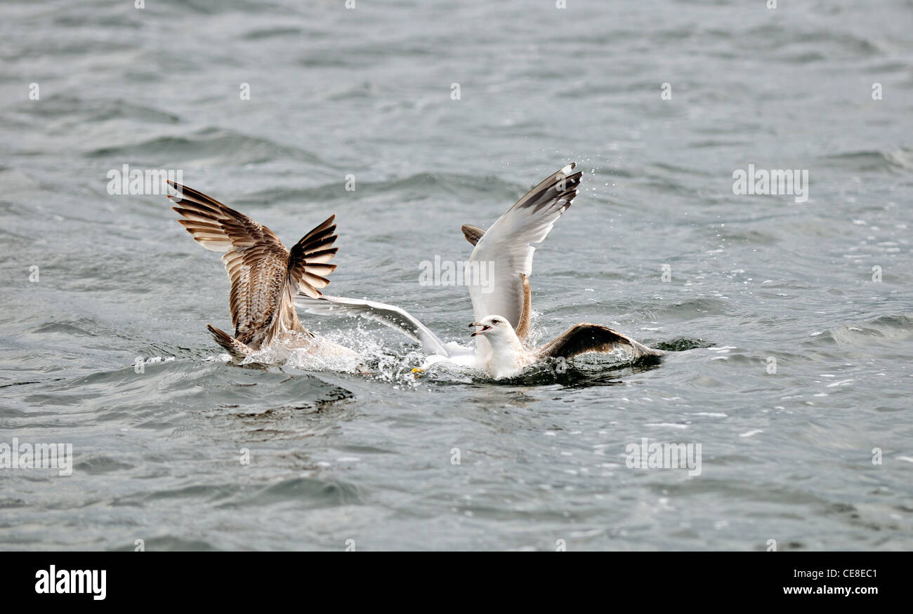 Scavenging gulls at sea fighting on the water for dead fish, the Netherlands Stock Photo