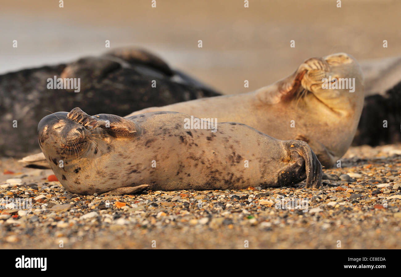 Common seals (Phoca vitulina) scratching their nose with flipper on beach, Düne, Helgoland, Germany Stock Photo