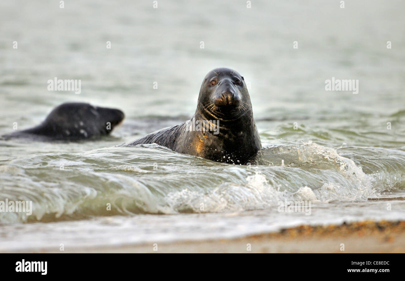 Grey seals (Halichoerus grypus) swimming in the surf, Düne, Helgoland, Germany Stock Photo