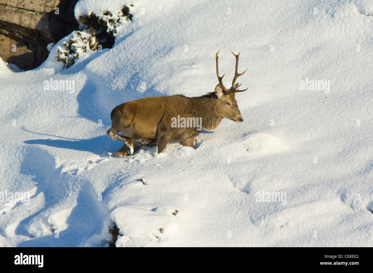 Red Deer stag in deep snow, Scottish Highlands. Stock Photo