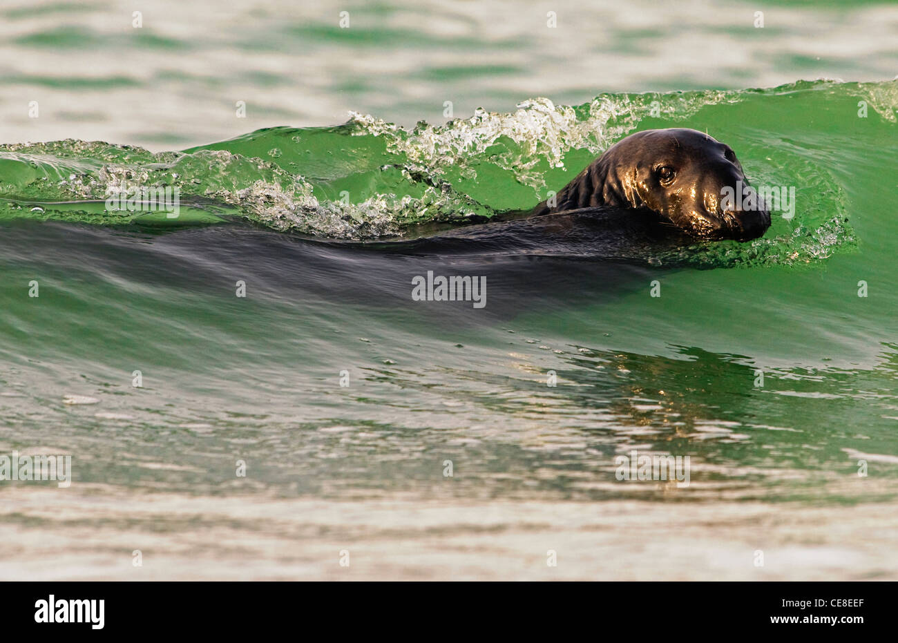 Grey seal (Halichoerus grypus) swimming in the surf, Düne, Helgoland, Germany Stock Photo