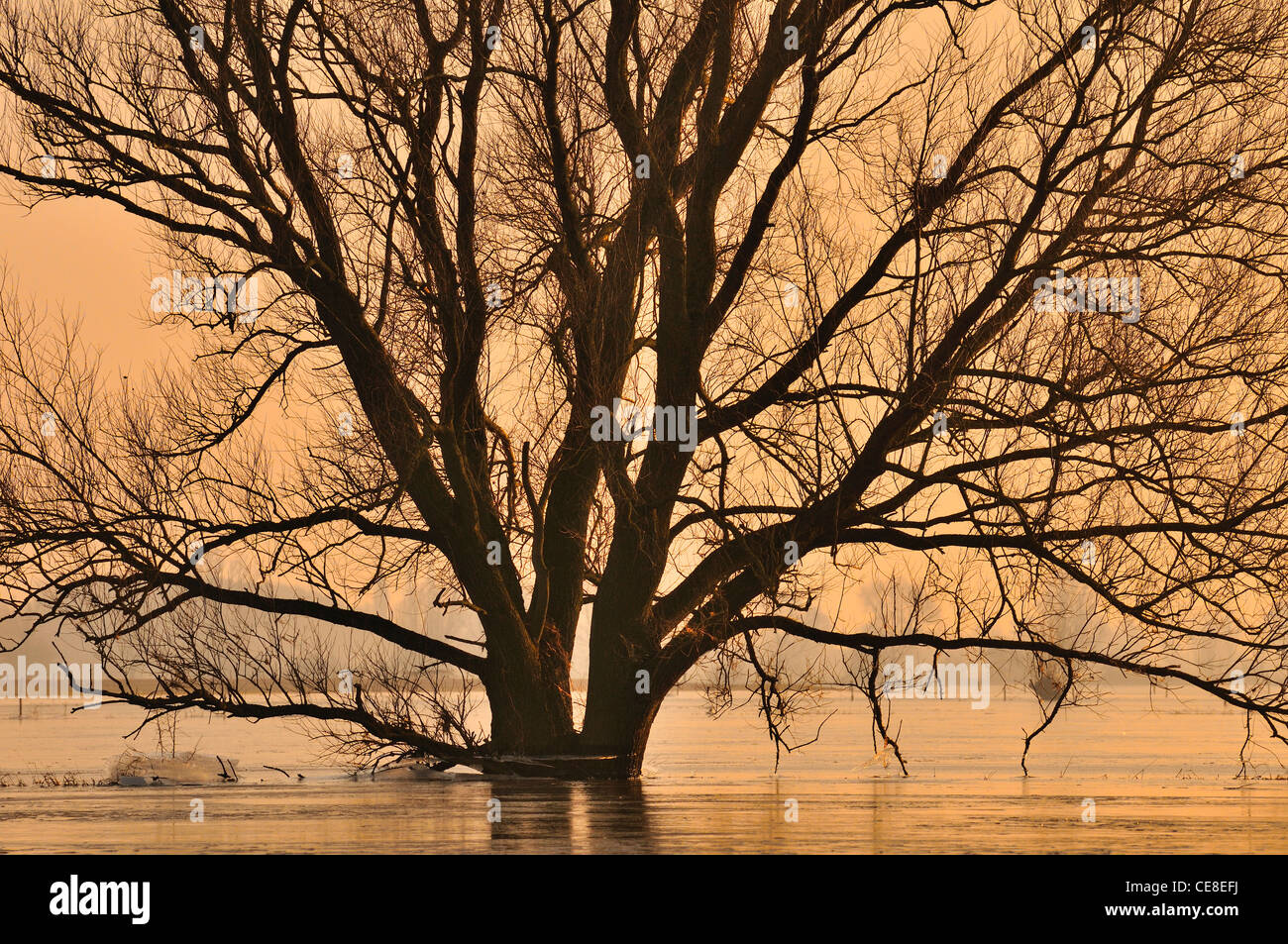 Tree in flooded field in winter at sunset, the Netherlands Stock Photo