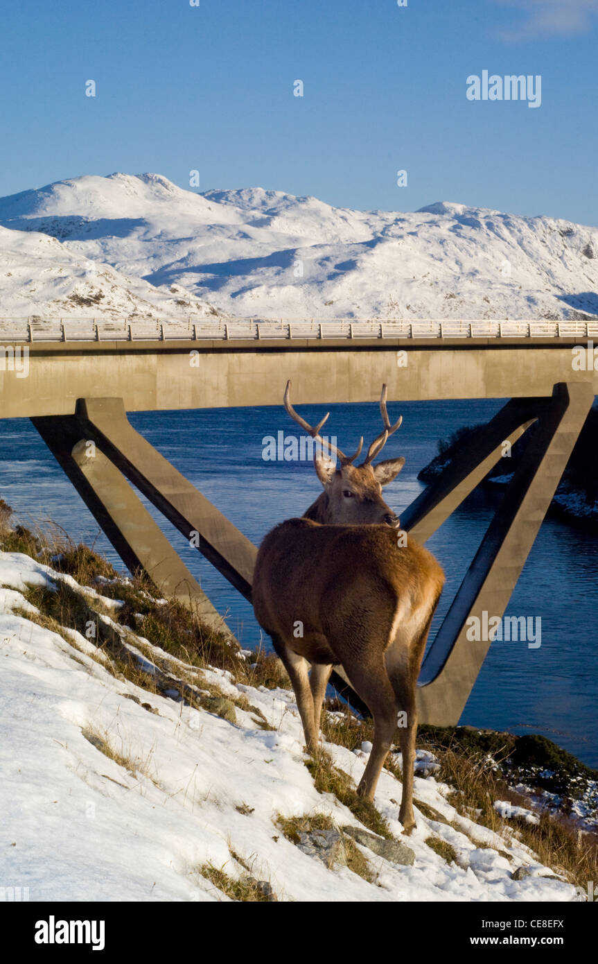 Red Deer stag by Kyleskue Bridge, Scottish Highlands. Stock Photo