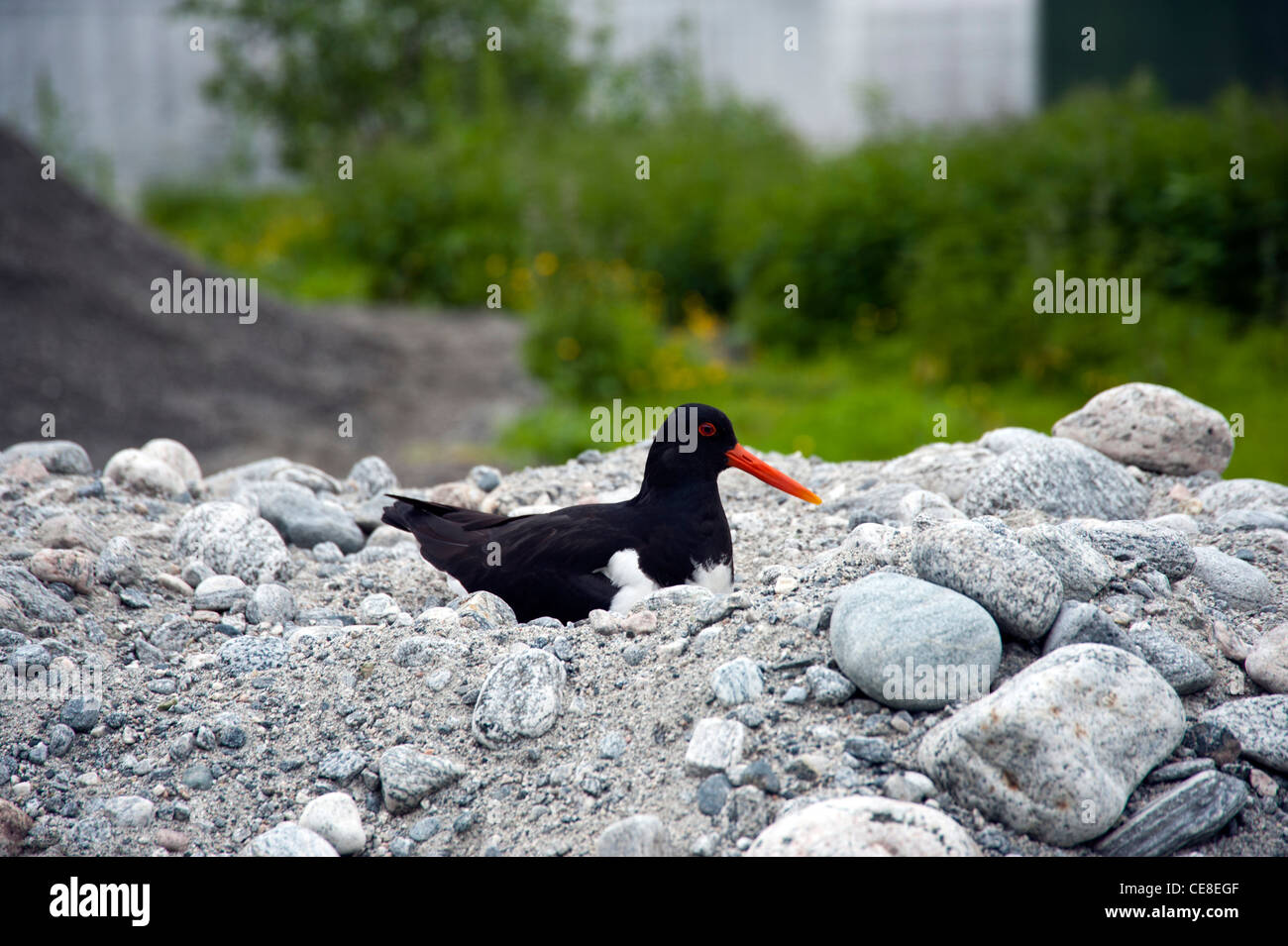Oyster Catcher nesting at the roadside ,Geiranger Norway Stock Photo