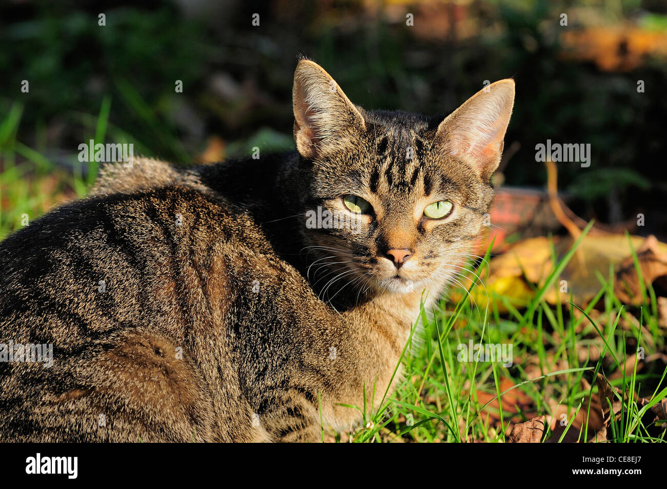 A tabby cat outdoors hunting for prey Stock Photo - Alamy