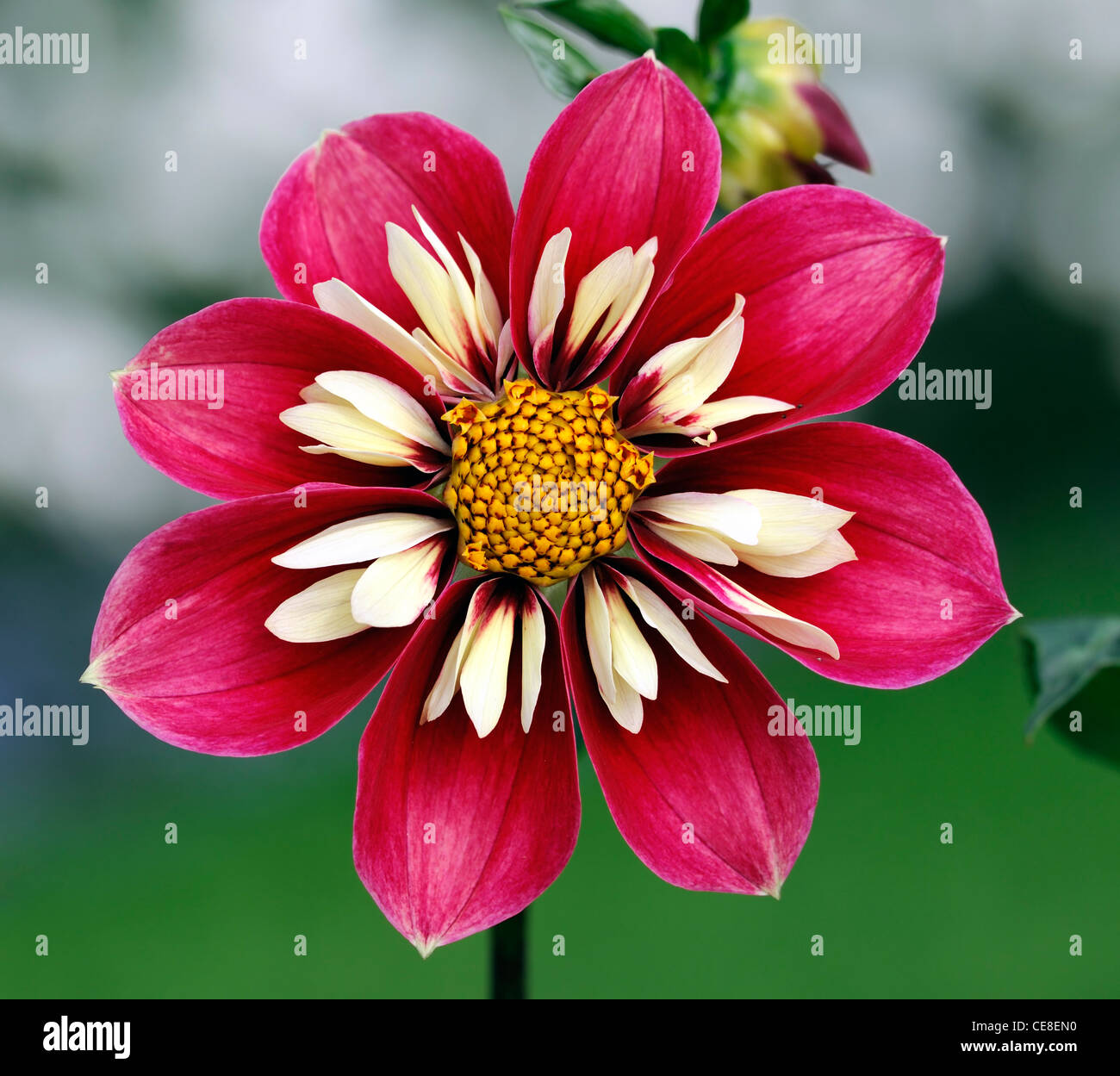 dahlia curiosity collerette dahlias one single bright red cream flowers