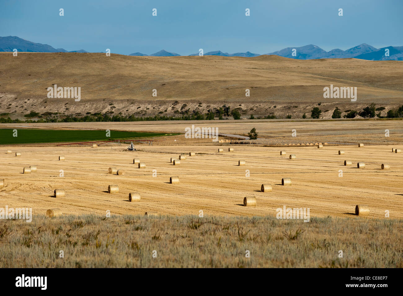 Rolls of alfalfa in a field near Choteau, Montana.  Alfalfa is used as cattle feed in Montana. Stock Photo