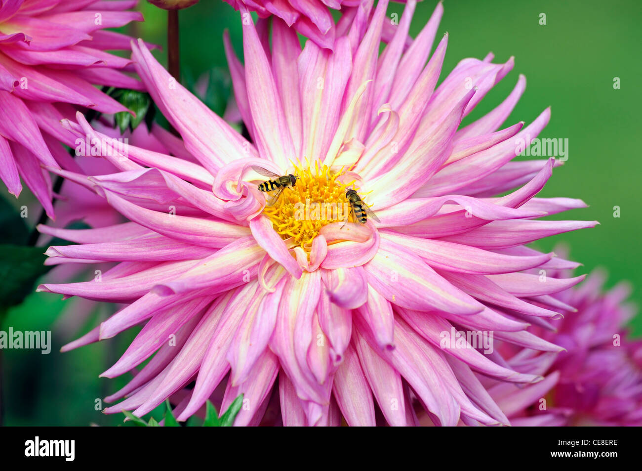 Dahlia good earth pink flower bloom cactus blossom closeup plant portraits flowers flowering