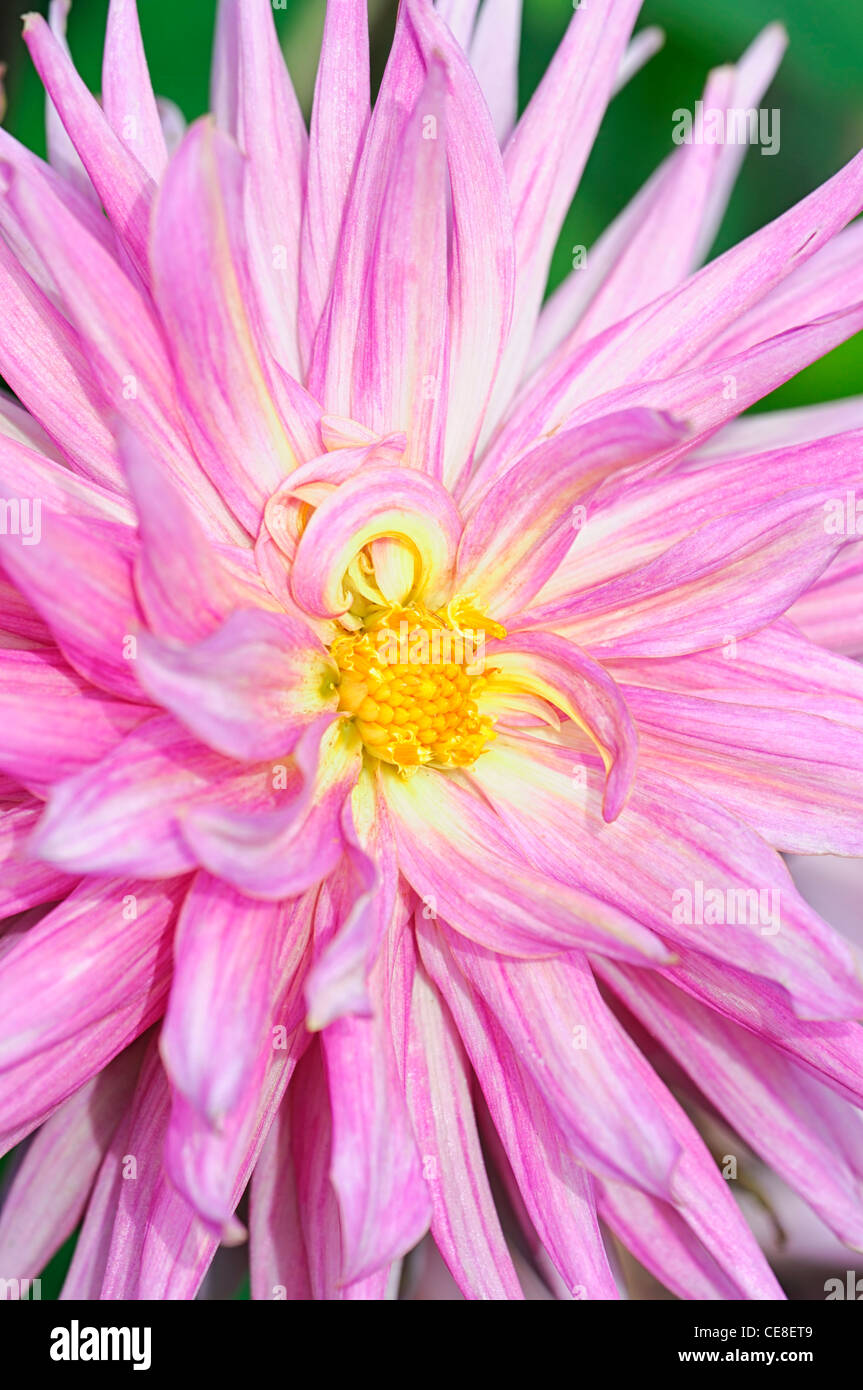 Dahlia good earth pink flower bloom cactus blossom closeup plant