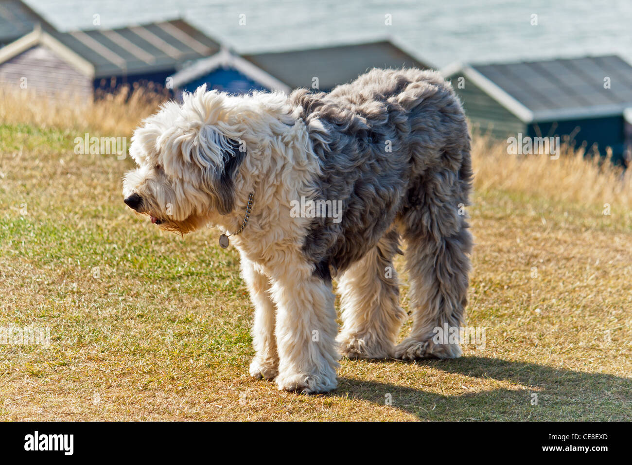 Old english sheepdog uk hi-res stock photography and images - Alamy