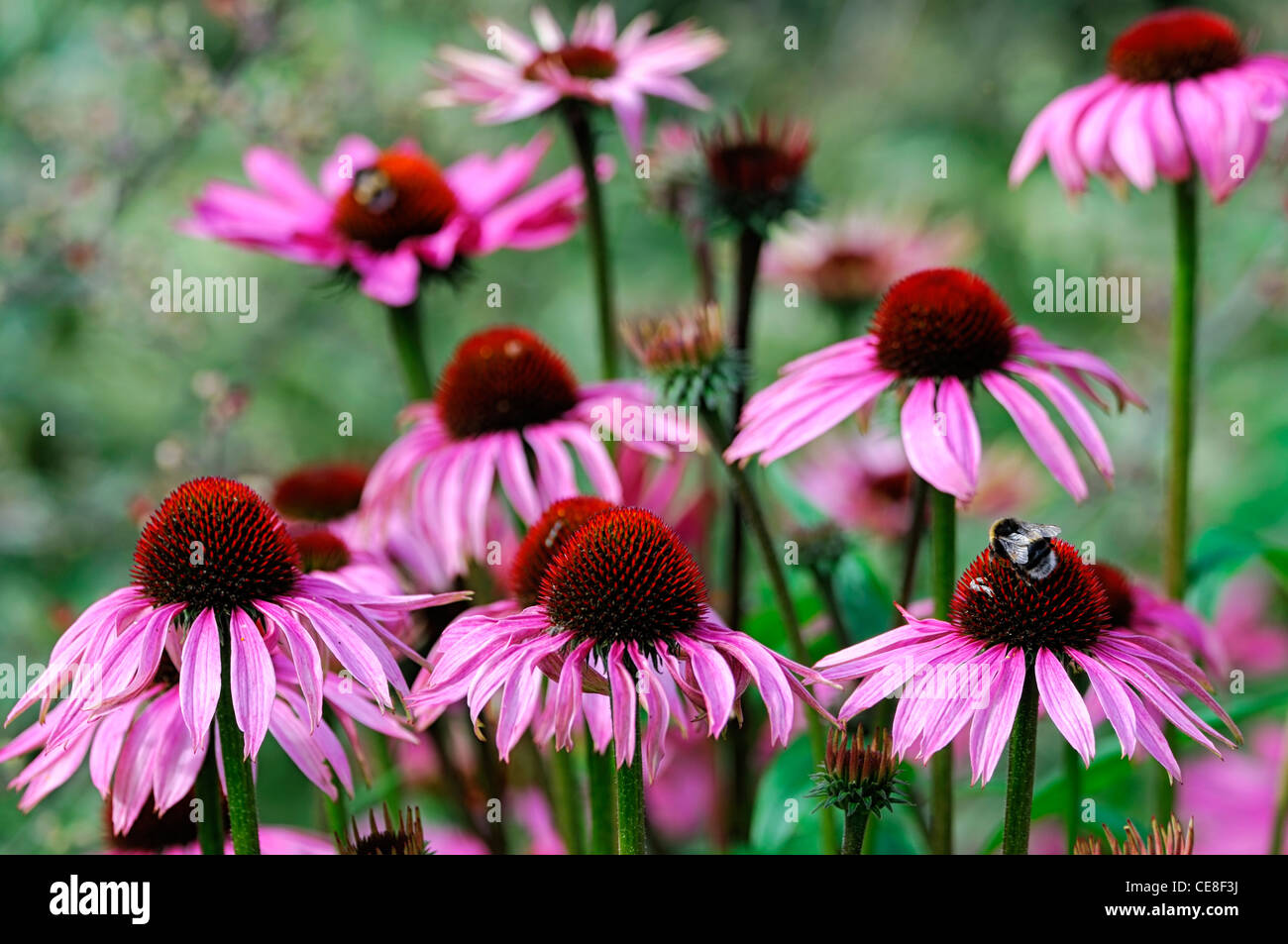 echinacea purpurea magnus pink flowers blooms blossoms closeups close