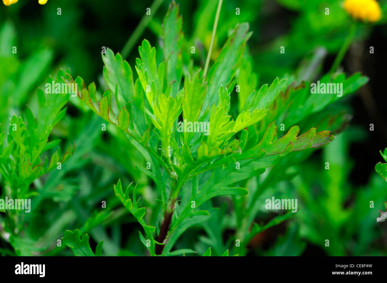 euryops chrysanthemoides green finely serrated leaves foliage perennials autumn autumnal fall  closeups close-ups ups Stock Photo