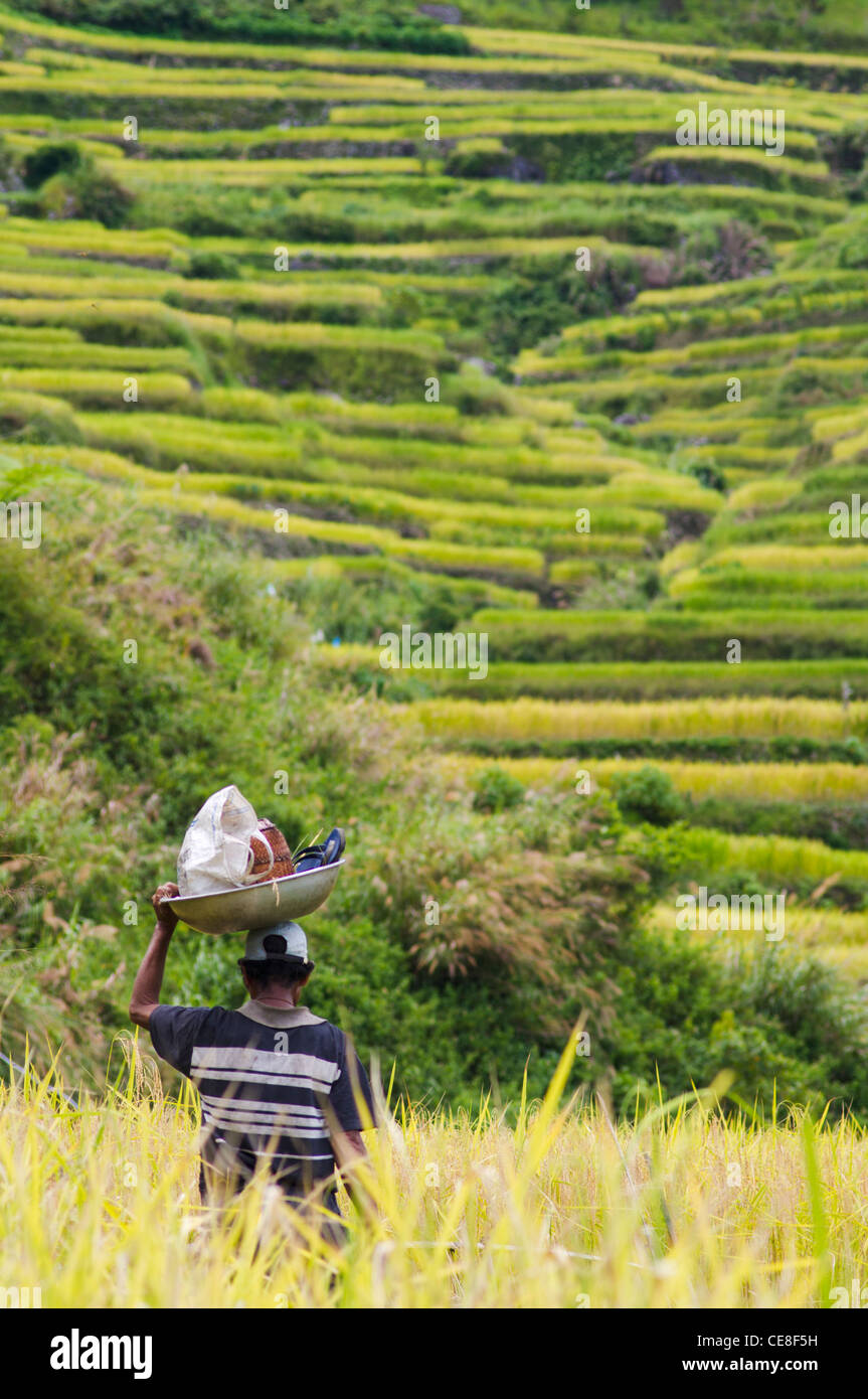 a farmer in the rice field, with his belongings. Stock Photo