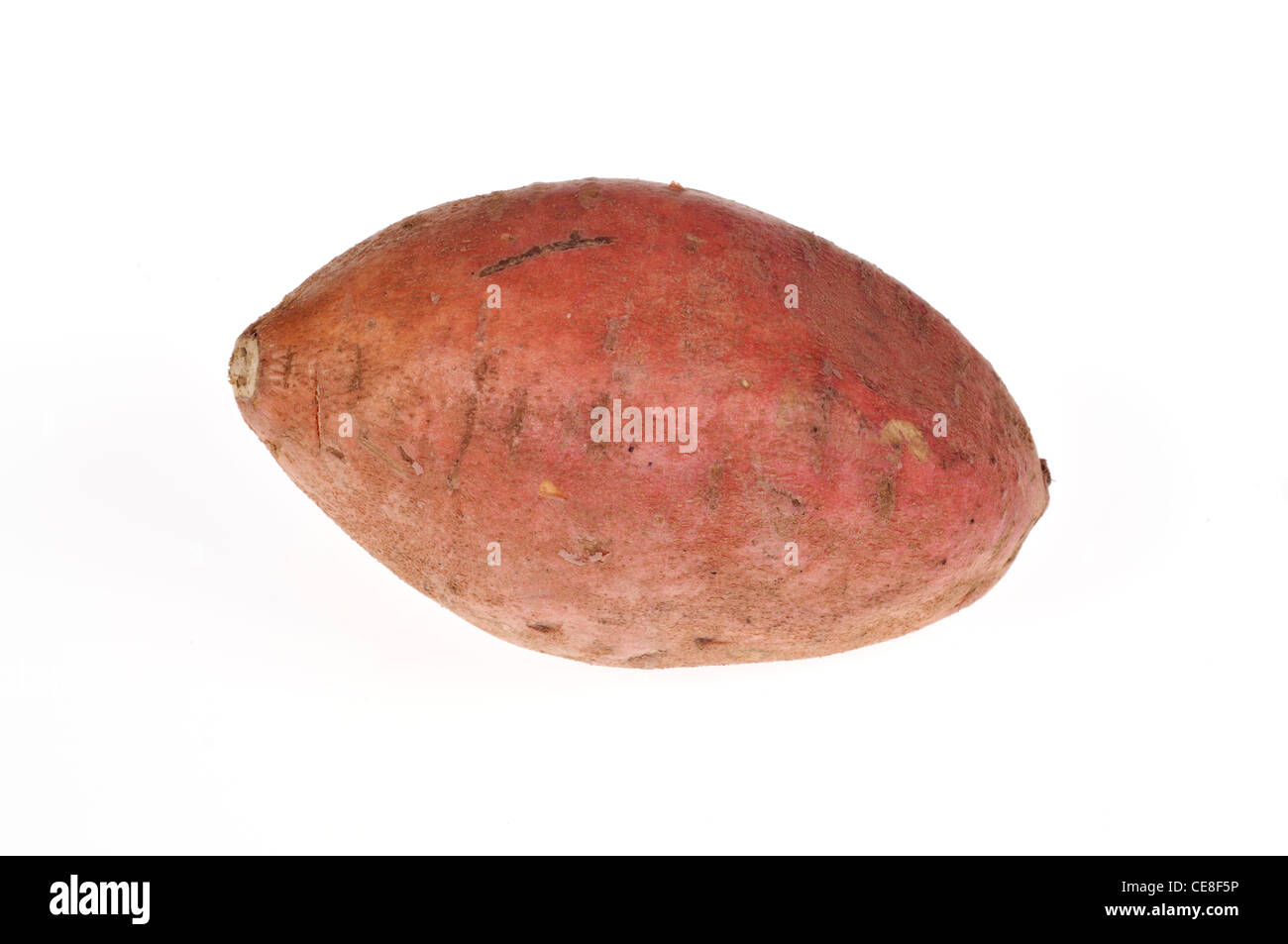Single uncooked raw sweet potato  yam with skin on white background cutout USA Stock Photo