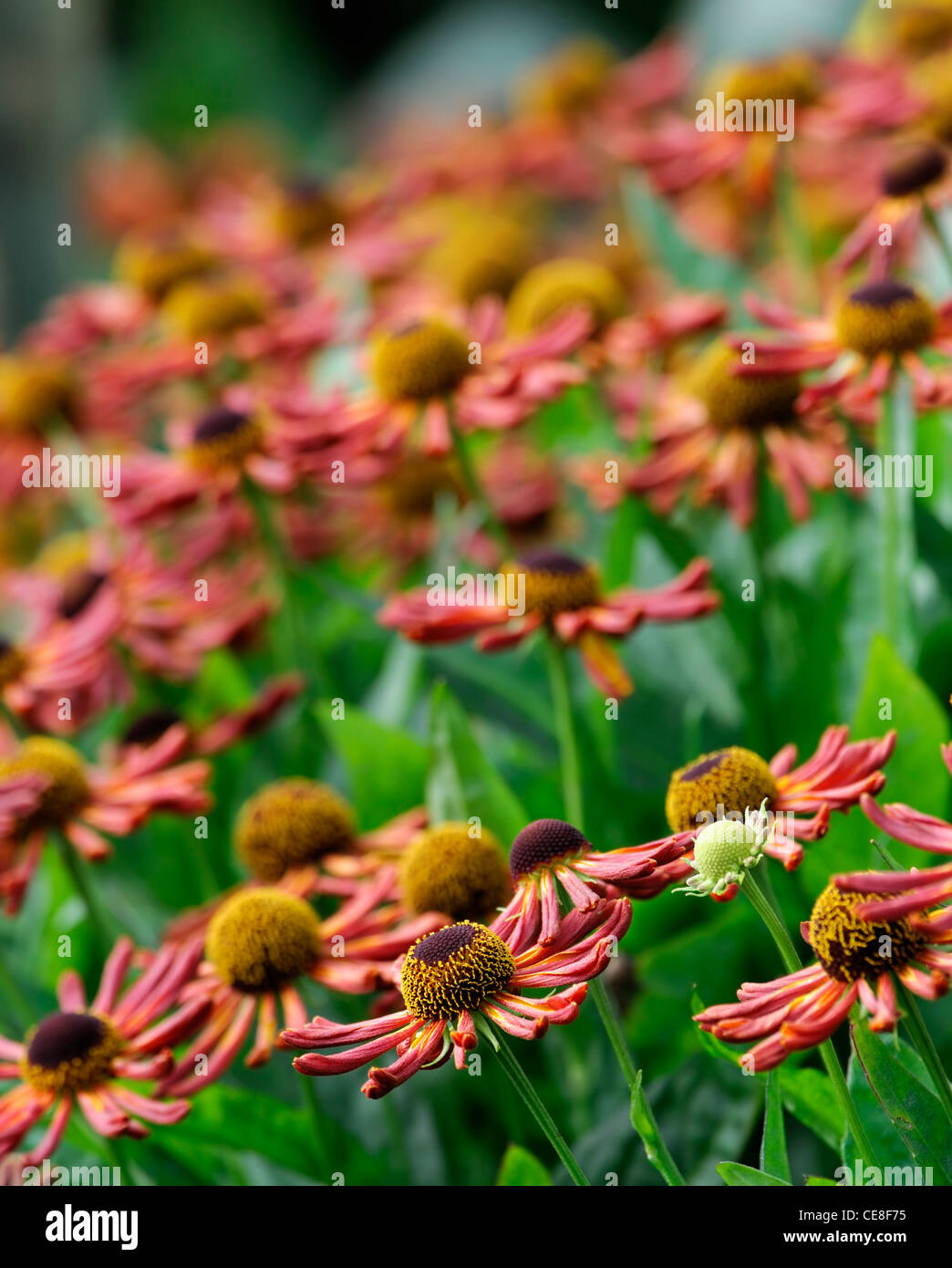 helenium loysder wieck orange red flowers perennials sneezeweeds sneezeworts heleniums plant portraits selective focus sneezewee Stock Photo