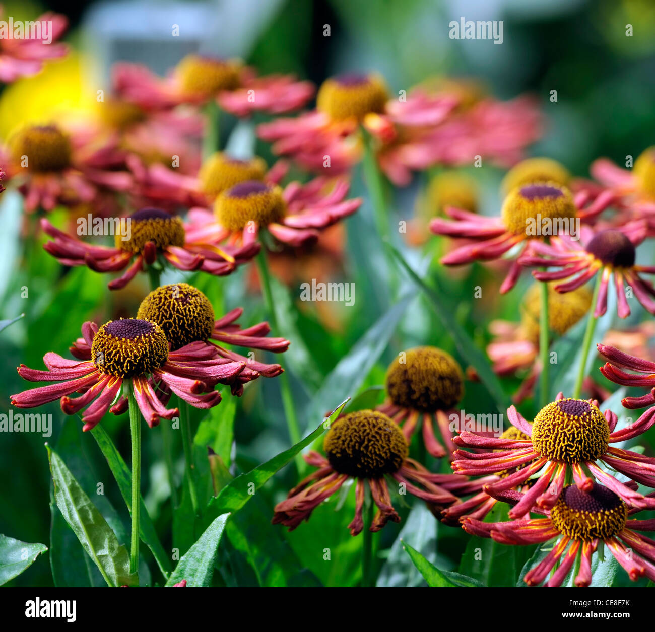 helenium loysder wieck orange red flowers perennials sneezeweeds sneezeworts heleniums plant portraits selective focus sneezewee Stock Photo