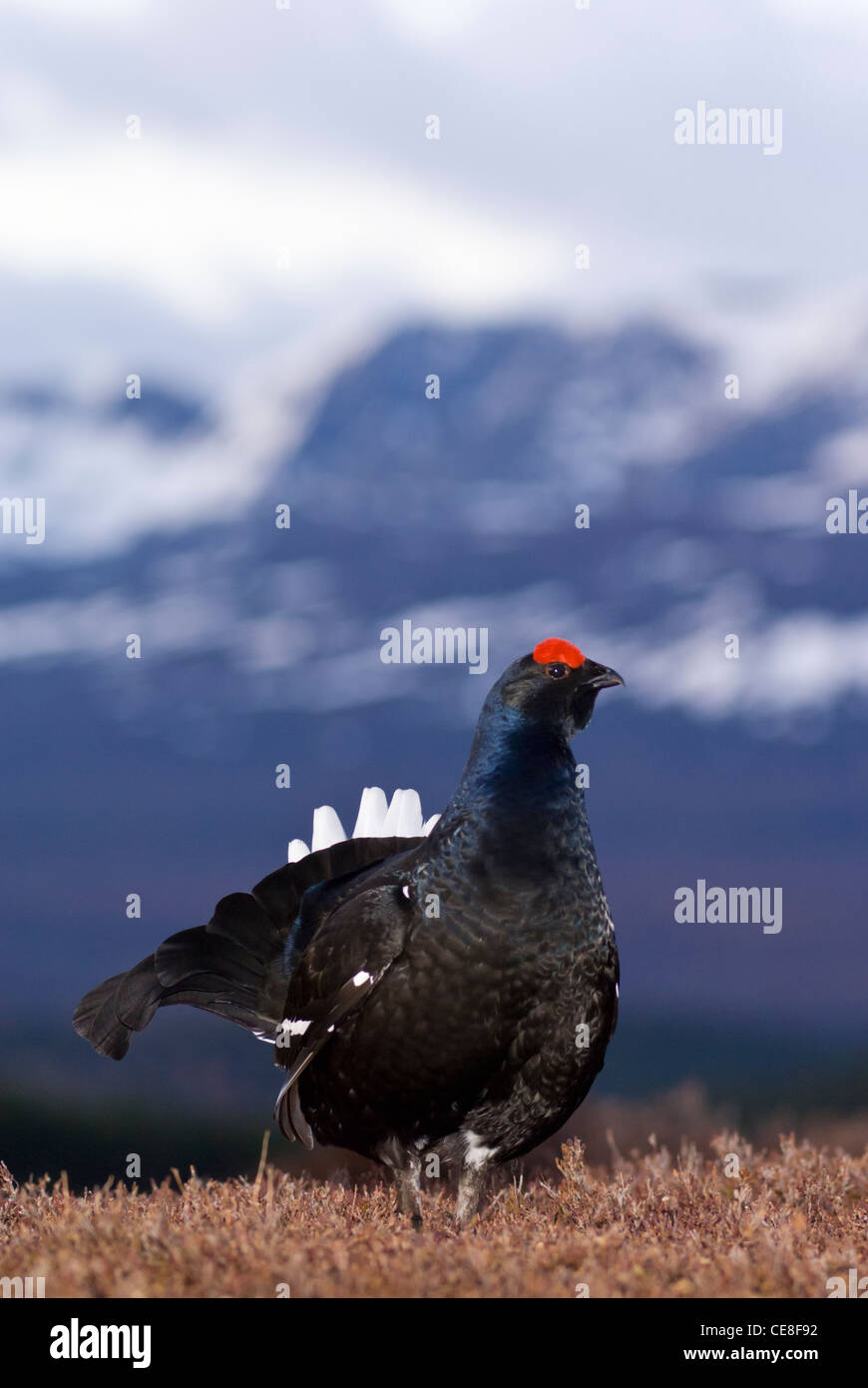 Black Grouse (Tetrao tetrix), male or blackcock displaying on the lek. Behind is the mountain Lochnagar (1155 metres). Stock Photo