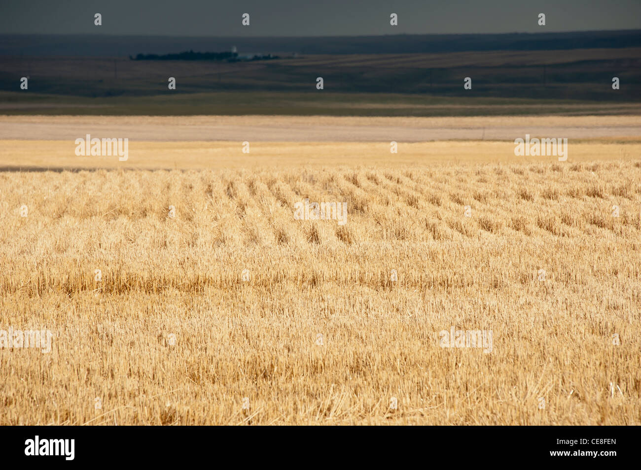 Wheat field near Great Falls, Montana Stock Photo Alamy