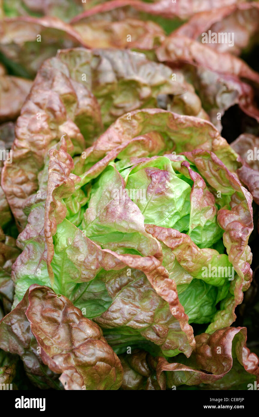 Lactuca sativa Merveille des Quatre Saisons lettuce wonder marvel of four seasons bronze tint tinged butterhead  foliage edible Stock Photo