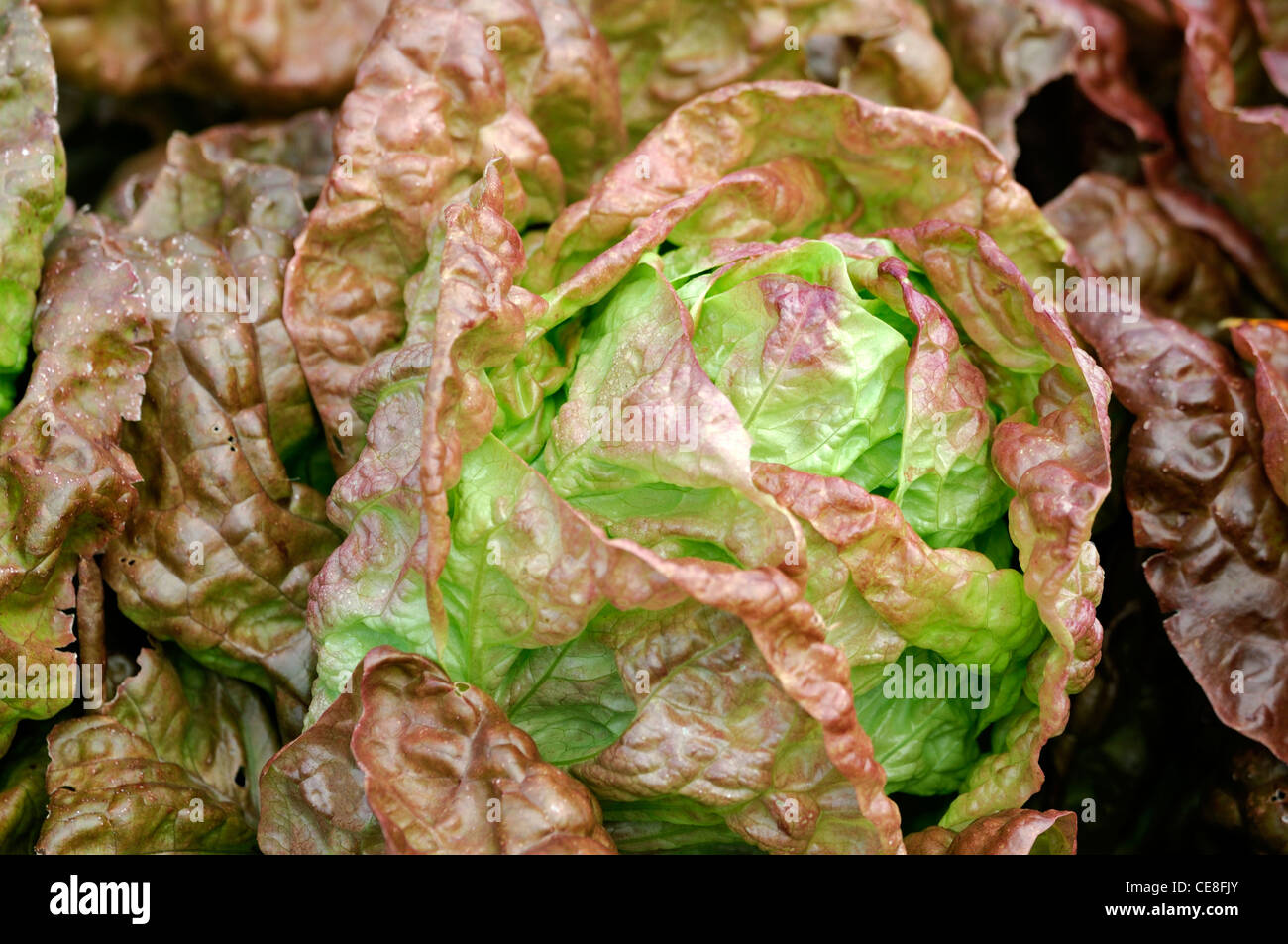 Lactuca sativa Merveille des Quatre Saisons lettuce wonder marvel of four seasons bronze tint tinged butterhead  foliage edible Stock Photo