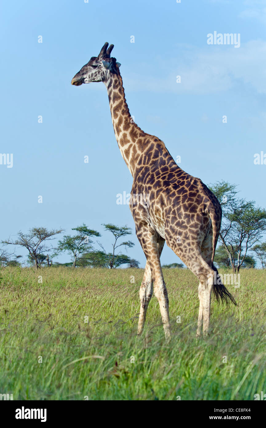 Uganda Giraffe Giraffa camelopardalis rothschildi at Seronera in Serengeti, Tanzania Stock Photo