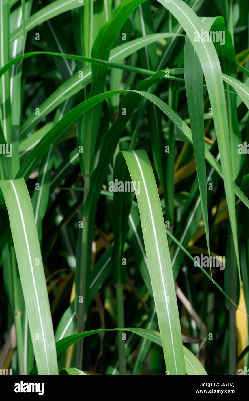 Miscanthus sacchariflorus Amur silver-grass Silver banner grass hardy perennial herbaceous grass grasses ornamental architectura Stock Photo